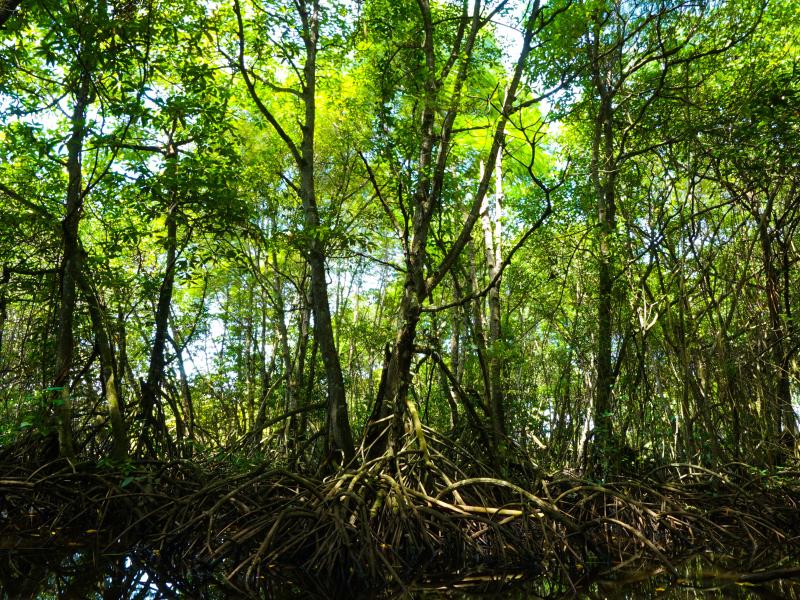 Mangrove forest in Indonesia.