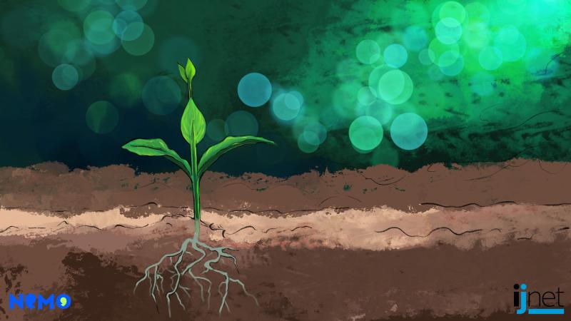 نبات ينمو من التربة