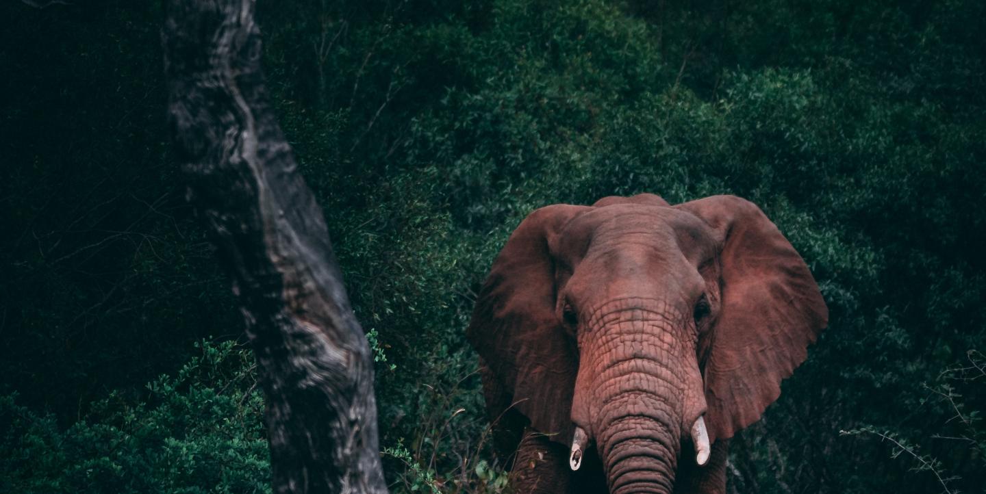 An elephant standing by a tree.