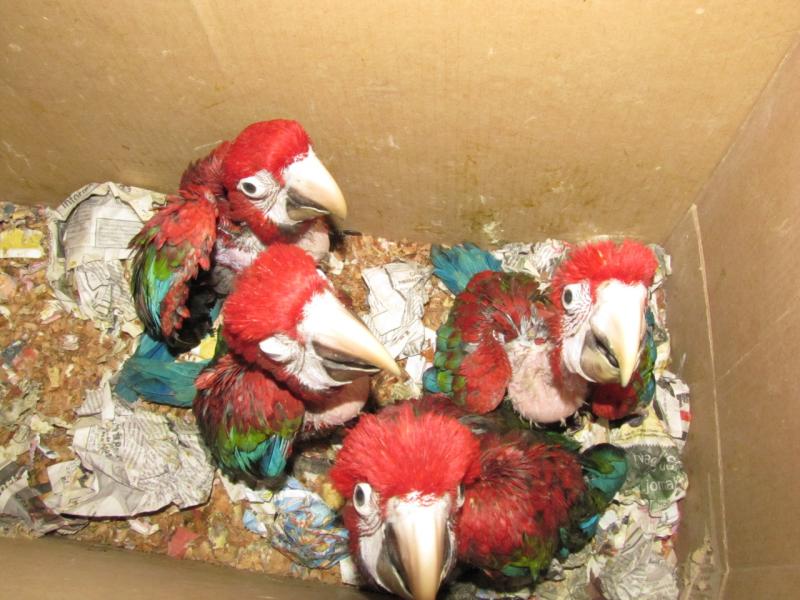Four debilitated red macaws in a cardboard box